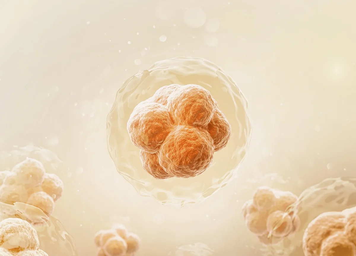 Three-dimensional illustration of a cell cluster inside its membrane