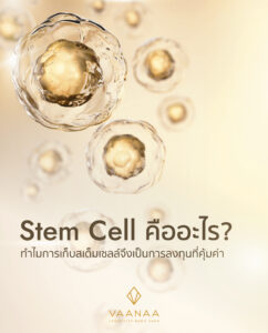 What is a stem cell, and why banking stem cells is a worthwhile investment — VAANAA Longevity Bang Saen