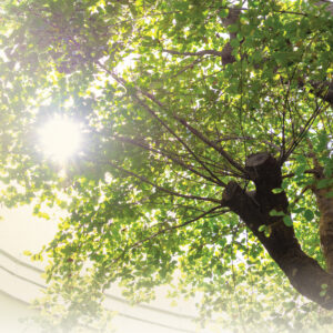 Sunlight through the canopy of the preserved courtyard tree at VAANAA Longevity Bang Saen