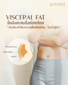 Visceral fat explained: diagram comparing subcutaneous fat, visceral fat and muscle — VAANAA Longevity Bang Saen