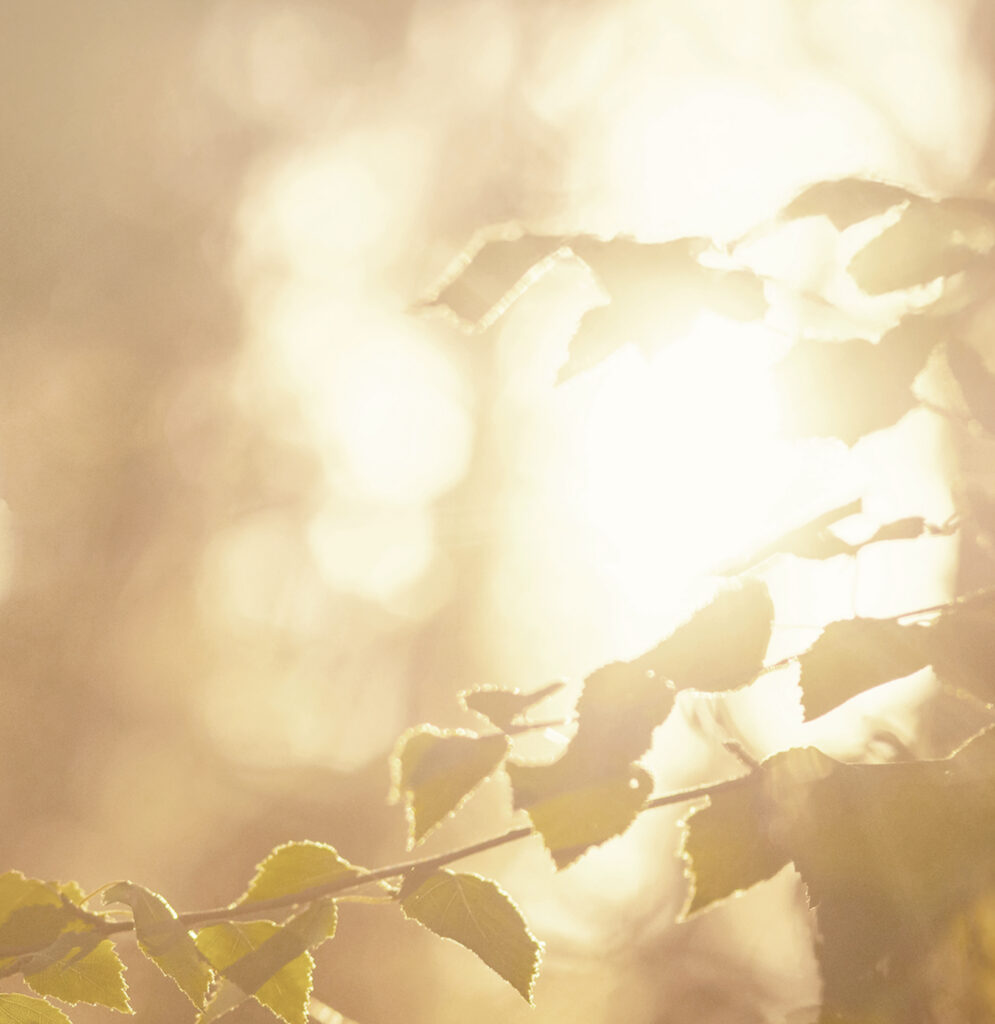 Sunlight filtering through backlit green leaves