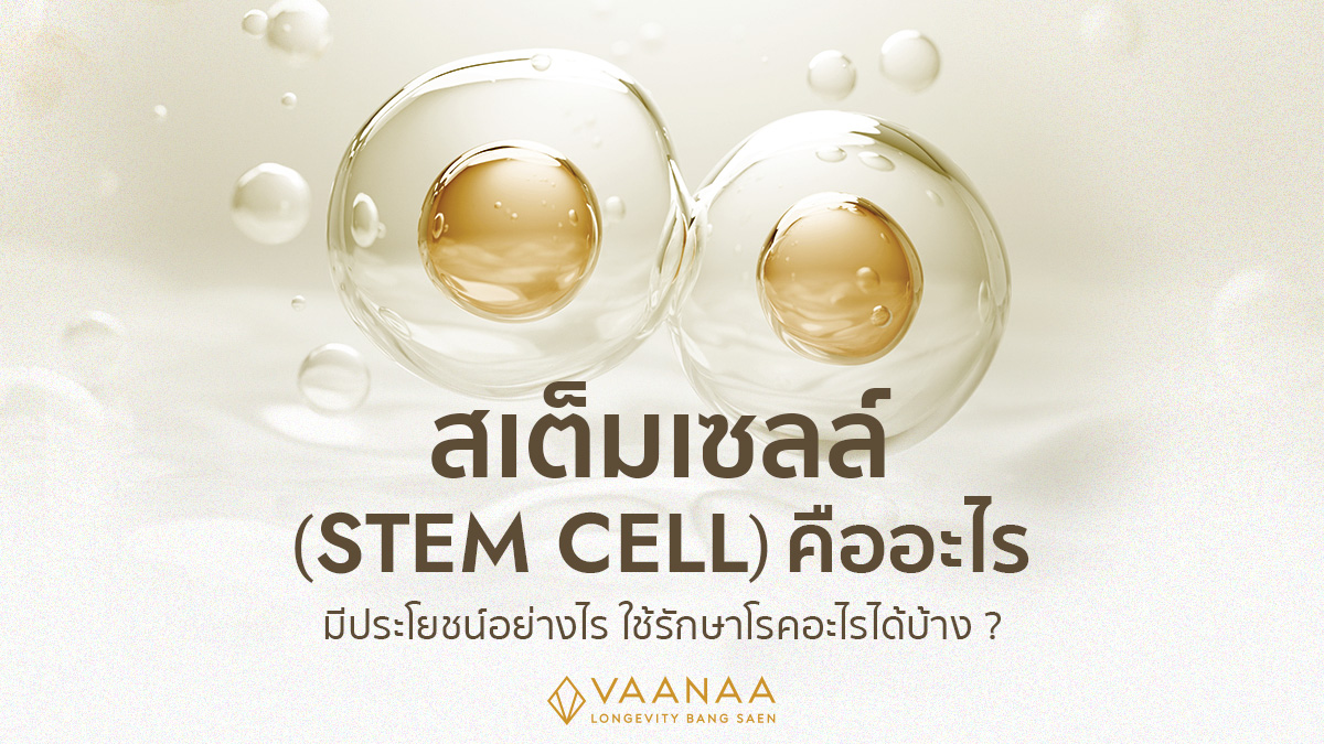 สเต็มเซลล์