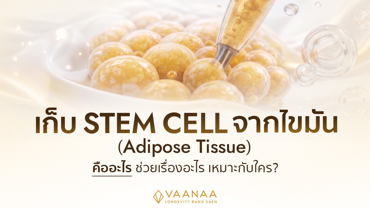 เก็บ stem cell จากไขมัน